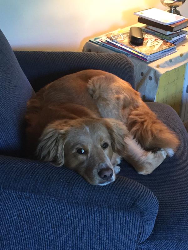 /Images/uploads/Homeward Bound Pet Rescue/HBPR_Photocontest/entries/12138thumb.jpg